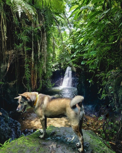Madu in the Sarang Walet waterfall near our hotel Tetebatu