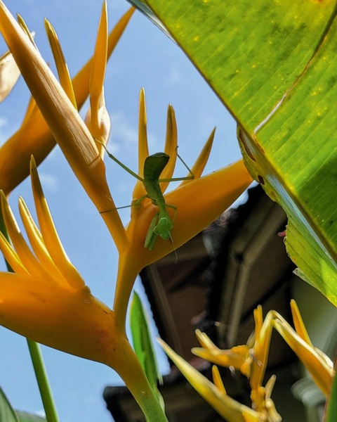 Praying Mantis from our garden hotel Tetebatu